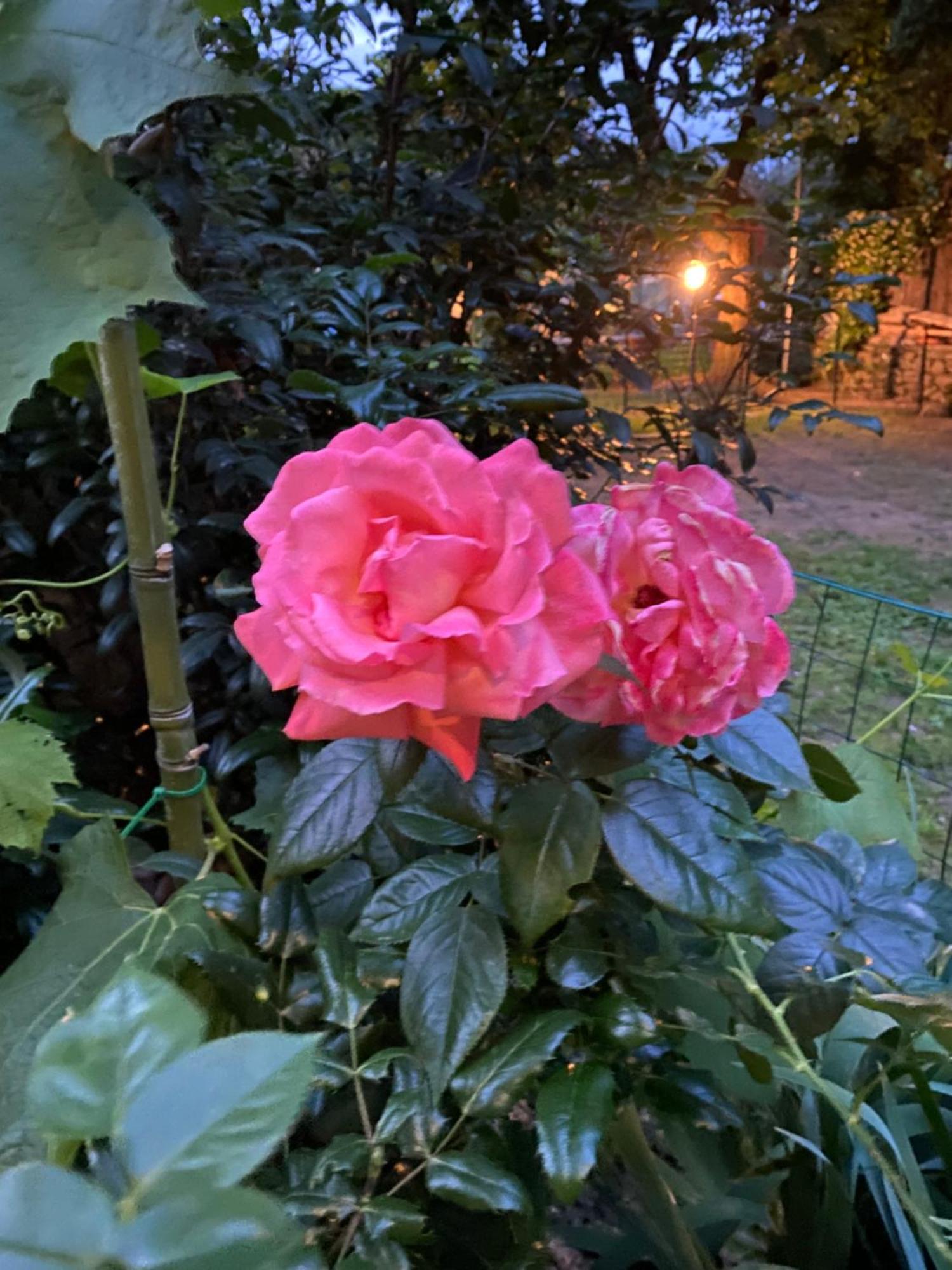 Villa Angelina - Casa Glicine 瓦莱克罗夏 外观 照片
