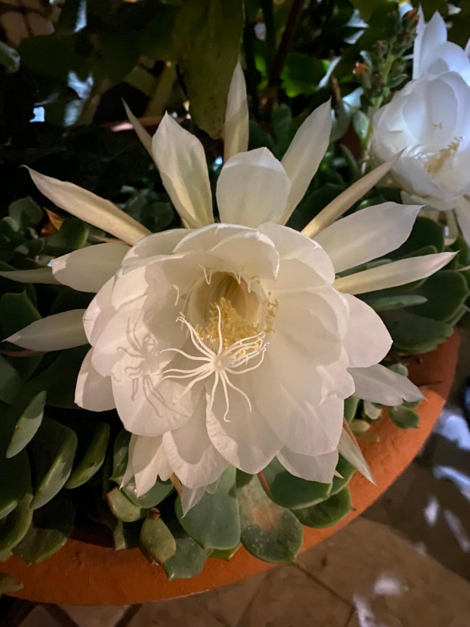 Villa Angelina - Casa Glicine 瓦莱克罗夏 外观 照片